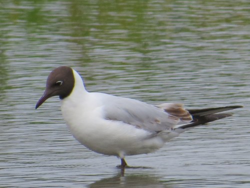 Chroiocephalus ridibundus