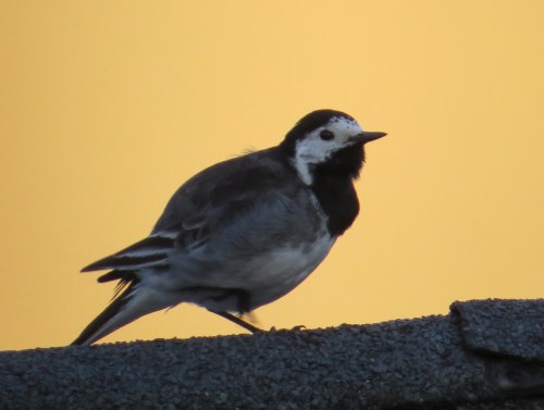 Motacilla alba