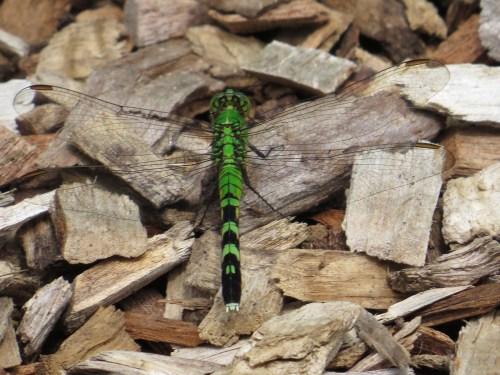 Erythemis simplicollis