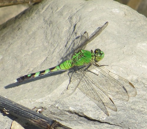 Erythemis simpliciollis
