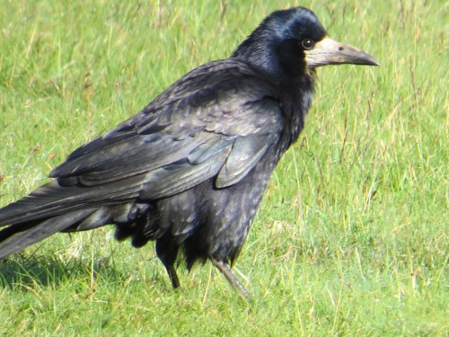 Corvus frugilegus