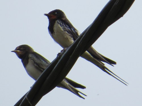 Hirundo rustica