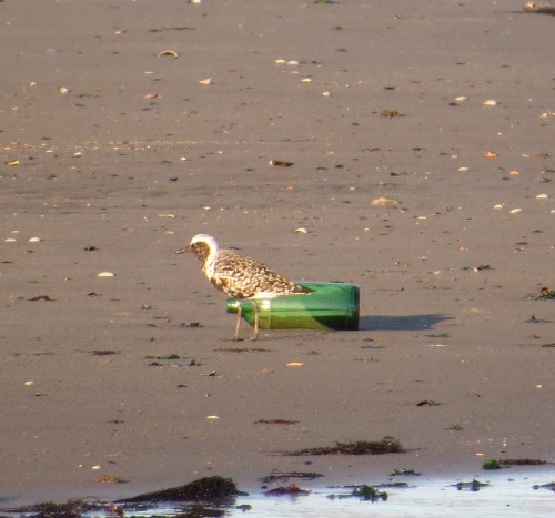 Pluvialis squatarola