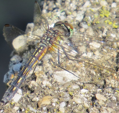 Pachydiplax longipennis