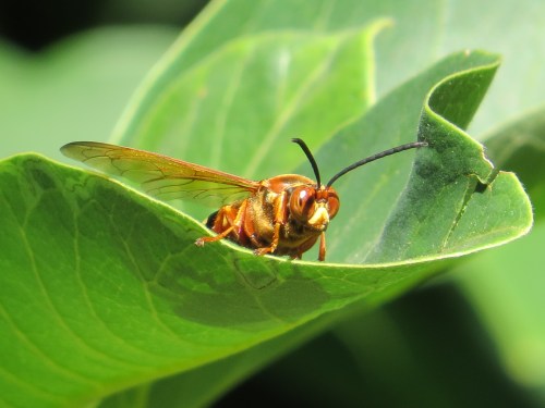 Sphecius speciosus