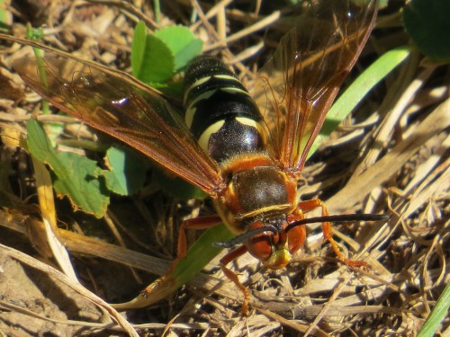 Sphecius speciosus