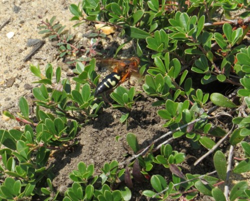 Sphecius speciosus