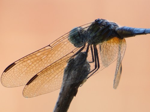 Pachydiplax longipennis