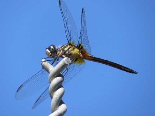 Pachydiplax longipennis