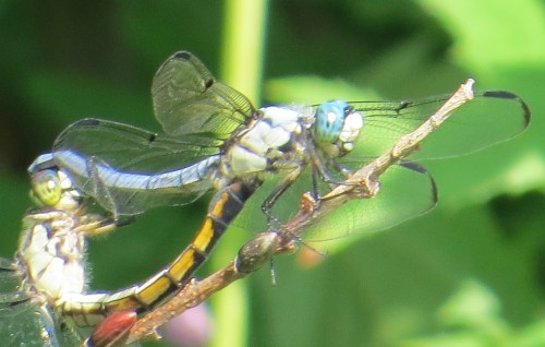 Libellula vibrans
