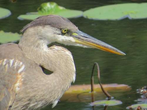 Ardea herodias