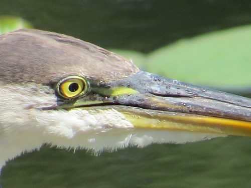 Ardea herodias