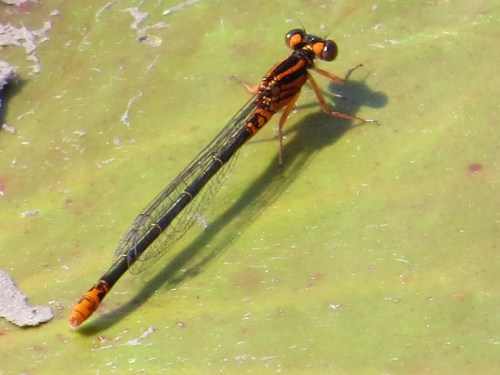Ischnura kellicotti