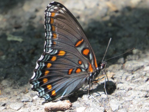 Limenitis arthemis