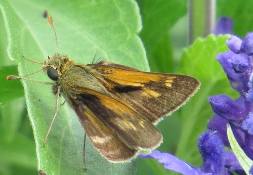 Atalopedes campestris