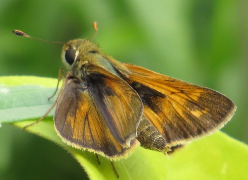 Atalopedes campestris