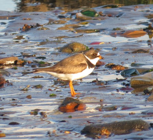 Charadrius semipalmatus