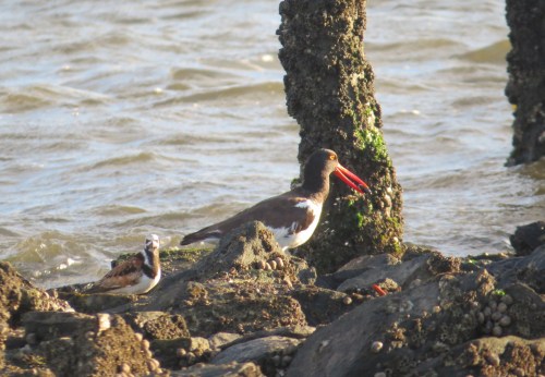 Arenaria interpres, Haematopus palliatus