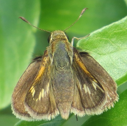 Polites themistocles