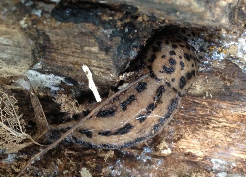 Limax maximus