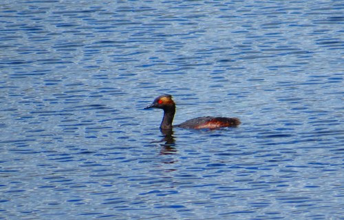 Podiceps nigricollis