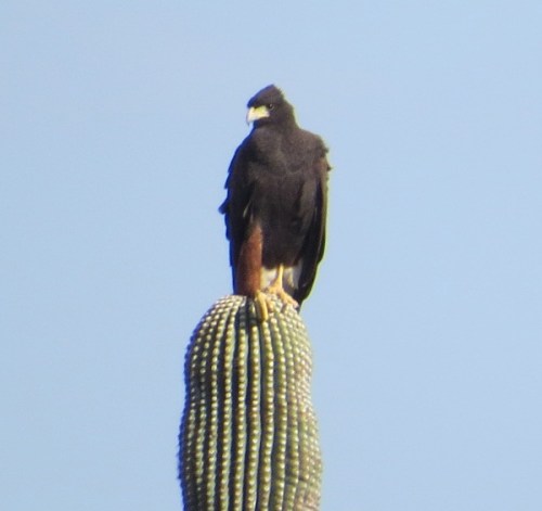 Parabuteo unicinctus