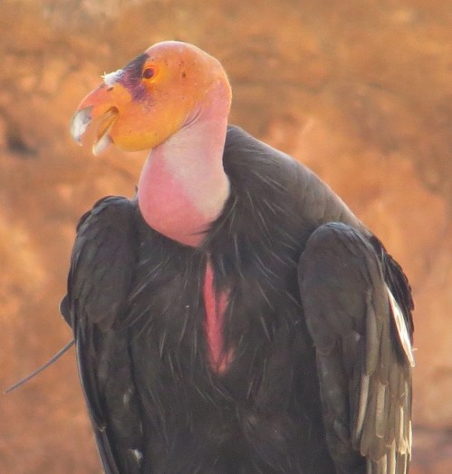 Gymnogyps californianus