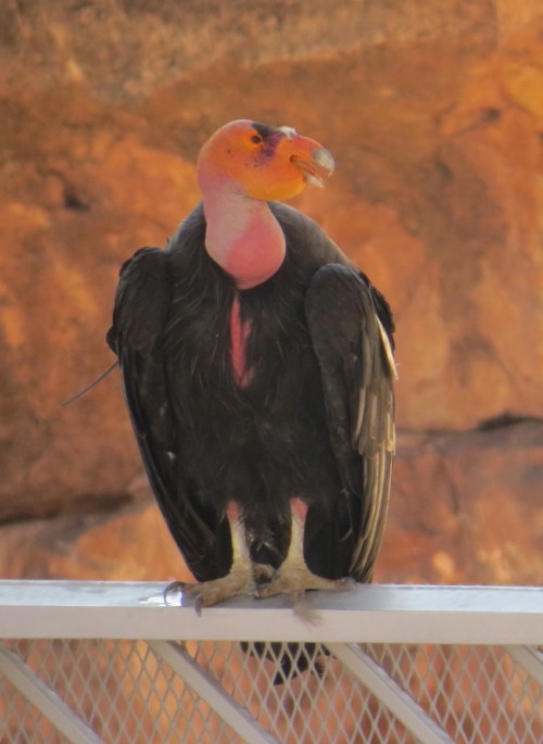 Gymnogyps californianus