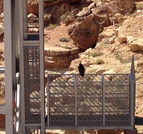 Gymnogyps californianus