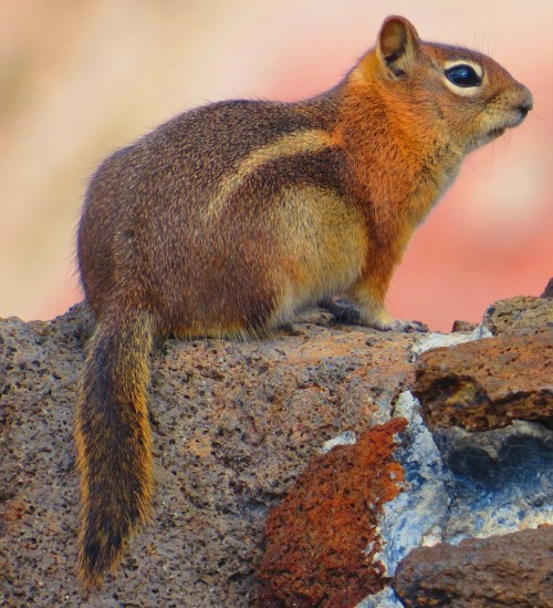 Spermophilus lateralis