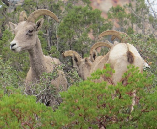 Ovis canadensis nelsoni
