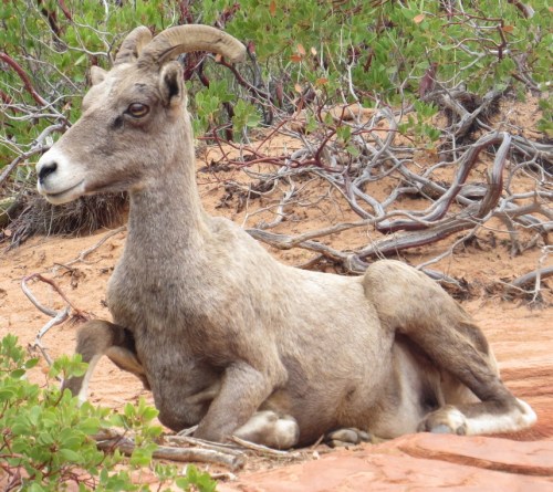 Ovis canadensis nelsoni