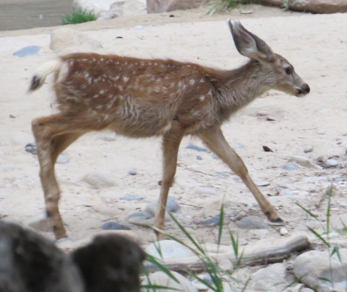 Odocoileus hermionus