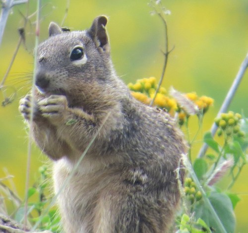 Spermophilus variegatus