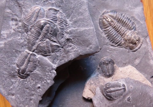 trilobites