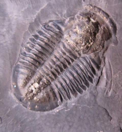 trilobite