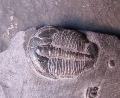 trilobite