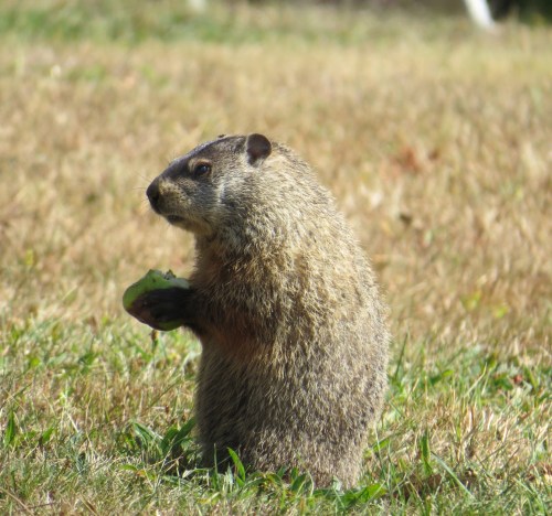 Marmota monax