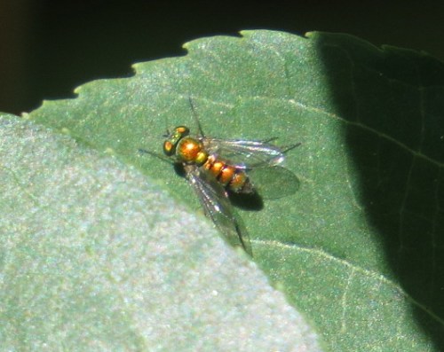 diptera