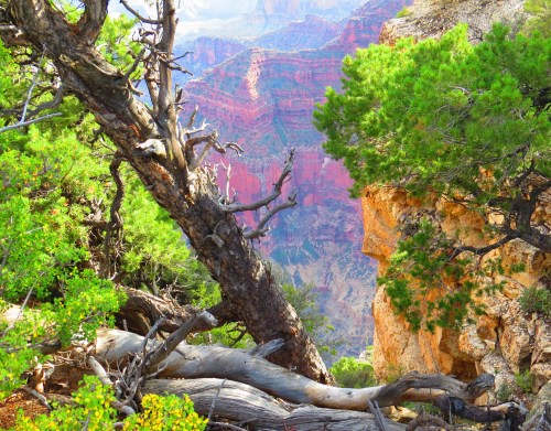 Grand Canyon