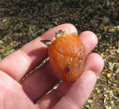 Diospyros virginiana