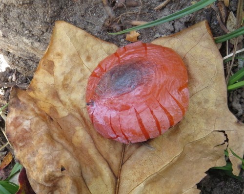 Diospyros virginiana