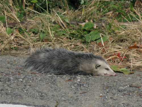 possum