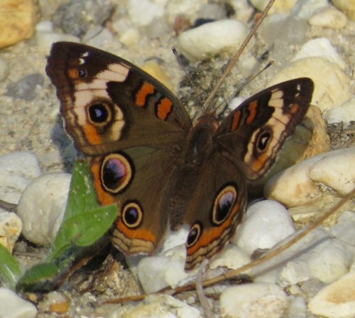 Junonia coenia