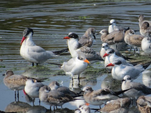 Sterna caspia, Larus atricilla