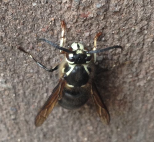 Dolichovespula maculata