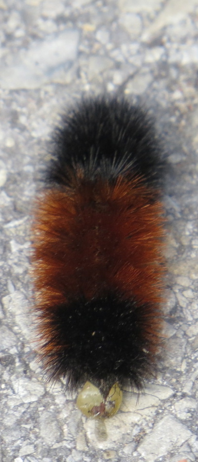 Pyrrharctia isabella