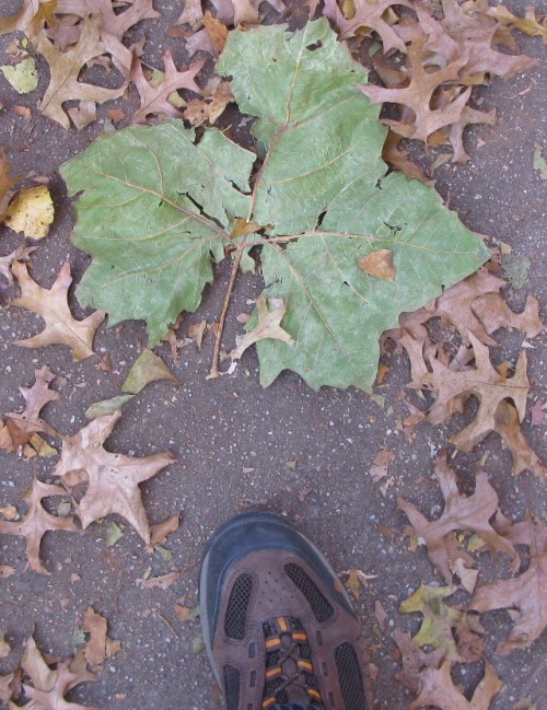 Platanus occidentalis