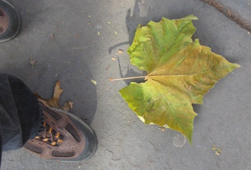 Platanus occidentalis