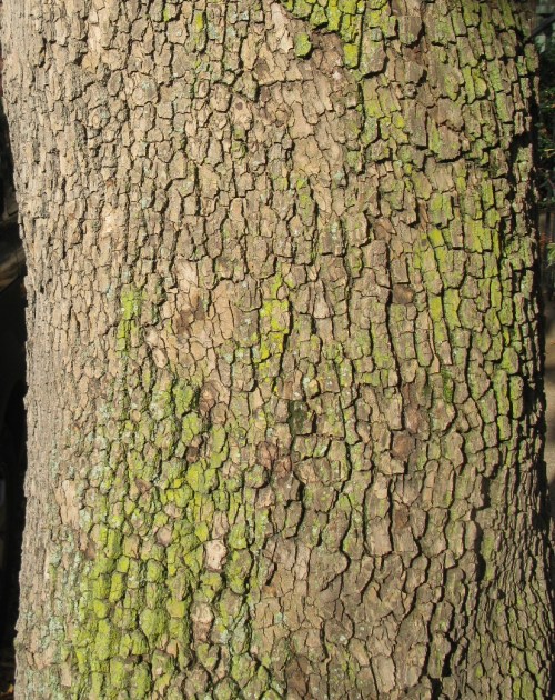 Platanus occidentalis